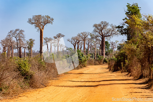 Image of Baobab forest on the road from Morondava to Belo Sur Tsiribihina. Madagascar landscape.