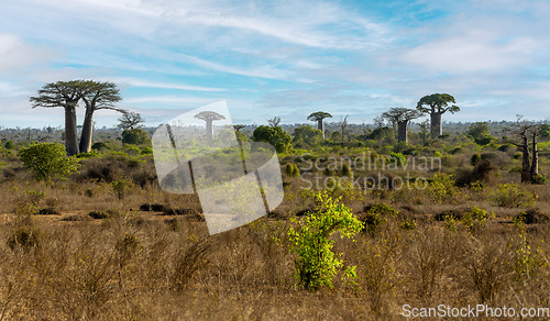 Image of Iconic Baobab trees Kivalo. Madagascar wilderness landscape.