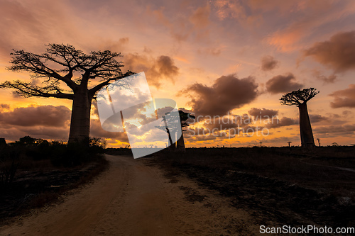 Image of Baobab trees against sunset on the road to Kivalo village. Madagascar landscape.