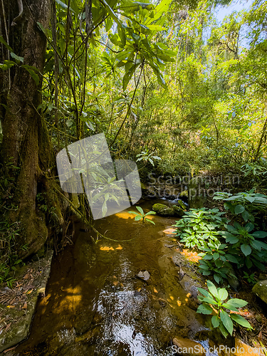 Image of Landscape of Ranomafana national park, jungle and rainforest, Madagascar wilderness landscape