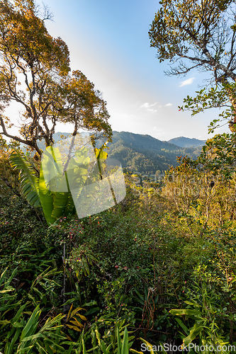 Image of Landscape of Ranomafana national park, jungle and rainforest, Madagascar wilderness landscape