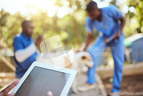 Image of Veterinary, animals and vet with digital tablet in shelter doing check up, examination and taking care of dog. Healthcare, support and medical team working together in animal shelter with technology