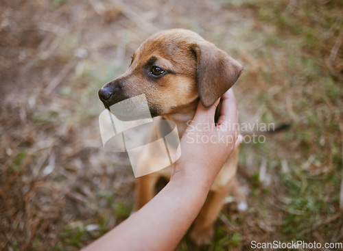 Image of Woman, hand or touching dog in garden, backyard lawn or park grass in homeless adoption choice, sale or foster promotion. Zoom, customer or pet animal, puppy or canine mixbreed in rescue shelter help