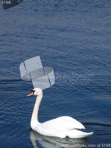 Image of Swan