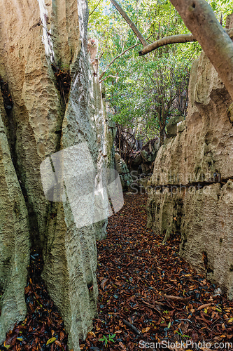 Image of Petit Tsingy de Bemaraha, amazing landscape, Madagascar wilderness landscape