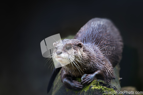 Image of European otter rest on tree trunk