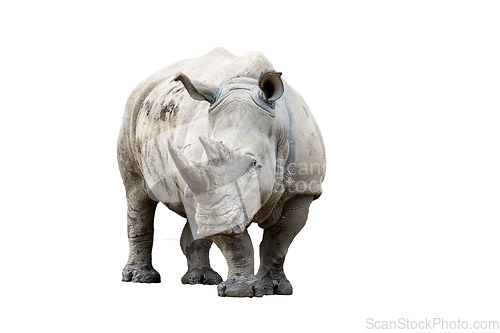 Image of Rhino rhinoceros isolated on white background