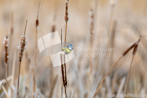 Image of Eurasian blue tit in the nature