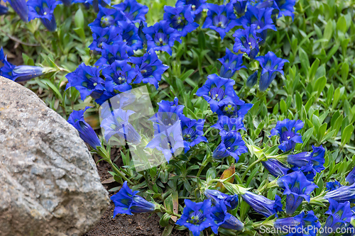 Image of Trumpet gentiana blue spring flower in garden