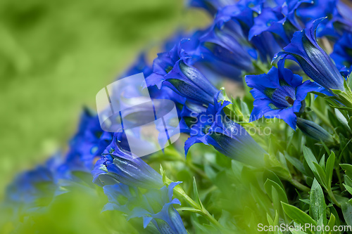 Image of Trumpet gentiana blue spring flower in garden