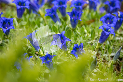 Image of Trumpet gentiana blue spring flower in garden