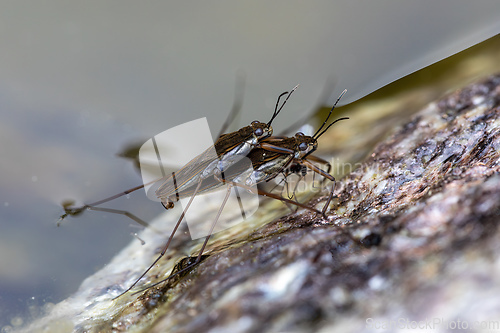 Image of Two Gerris lacustris insects mate on the surface of a garden pond in spring