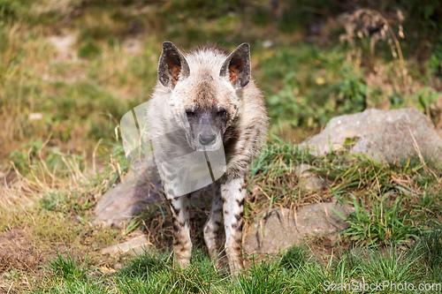 Image of Striped hyena (Hyaena hyaena sultana)