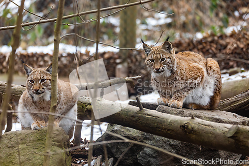 Image of Carpathian lynx, Lynx lynx carpathicus, during the autumn