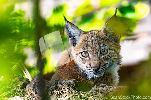 Image of Carpathian lynx, Lynx lynx carpathicus, during the autumn