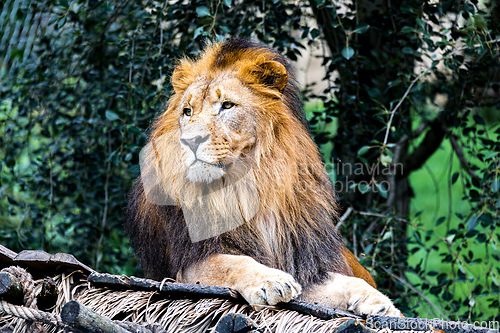 Image of Majestic male of Southwest African lion or Katanga lion, Panthera leo bleyenberghi