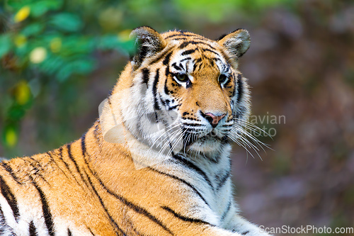Image of Siberian tiger, Panthera tigris altaica