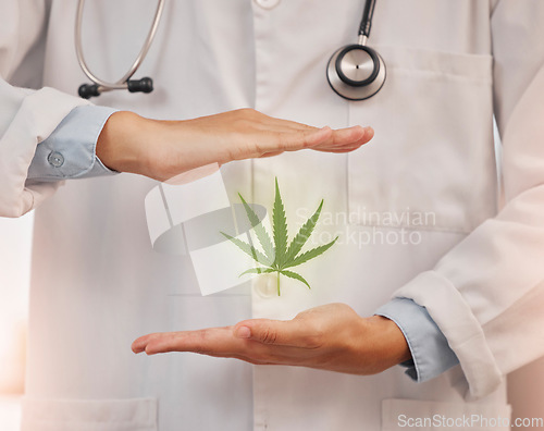 Image of Health, doctor and hands frame cannabis, marijuana leaf and treatment of pain and wellness, healing and organic healthcare. Hemp, cbd and herbal therapy, thc and herbs, 420 and alternative medicine.