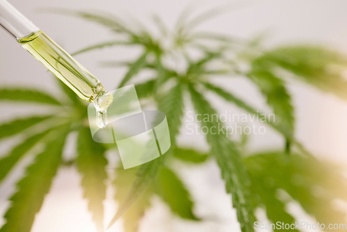 Image of Cannabis, cbd and oil bottle or product with Marijuana plant background. Weed, health and healthcare medical innovation or pharmacy natural medicine close up of droplet for pharmaceutical science