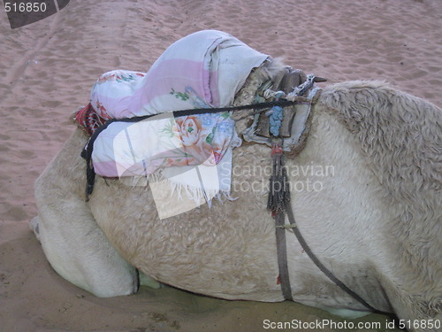 Image of Camel Hump