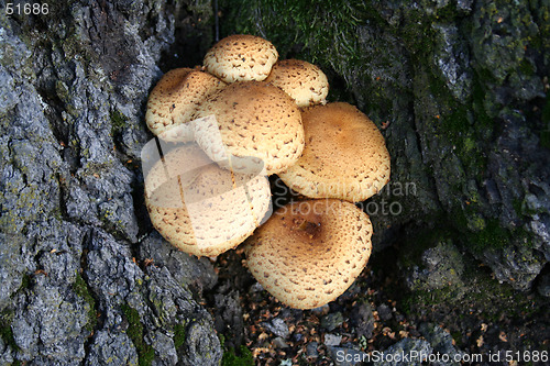 Image of Mushroom