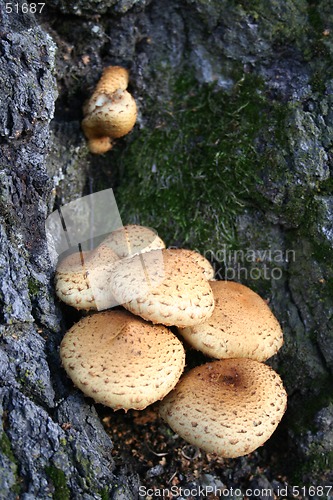 Image of Mushroom