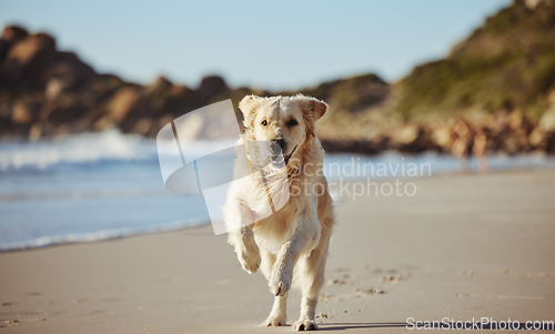 Image of Freedom, happy running and dog on beach on summer morning walk, exercise and fun playing at ocean. Nature, water and healthy happy dog enjoying run in sea sand, cute animal happiness and pet health.