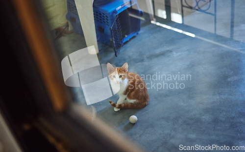 Image of Cat, adoption and homeless charity pet at volunteering shelter for abandoned, rescue and foster animals. Curious, healthy and cute ginger kitten staring at window in professional animal sanctuary.