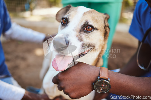 Image of Pets, vet and doctors hands with a dog at a community charity center for homeless dogs and sick animals. Veterinary, volunteer and social workers working on helping puppies with medical healthcare