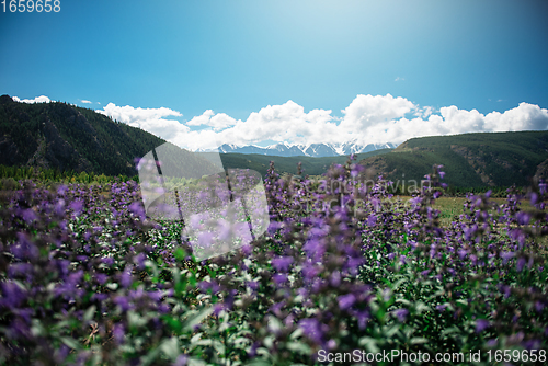 Image of Summer landscape in Altai mountains