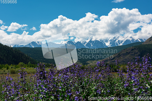 Image of Summer landscape in Altai mountains