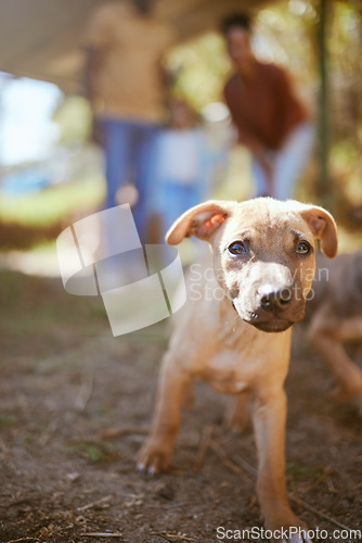 Image of Portrait of dog walking at animal shelter, pet care and healthy animal ready for adoption. Love, friendship and growth, cute happy puppy on nature walk with family in summer looking for a future home