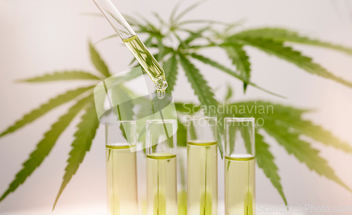 Image of Cannabis, oil and dropper into glass for marijuana liquid, herbal medicine, and legal weed plant production, pharmaceutical hemp and formula. Cbd oil, holistic health and herbal leaf drops in bottle