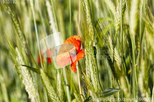 Image of red poppies on agricultural land