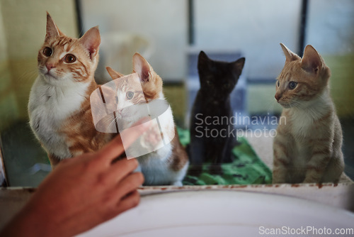 Image of Cat, adoption and animal shelter with a hand on a pet store window choosing a feline to rescue. Charity, donation and volunteer with a person shopping for or buying a kitten from a veterinary clinic