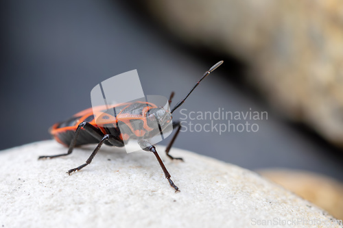 Image of Firebug, Pyrrhocoris apterus, is a common insect of the family Pyrrhocoridae