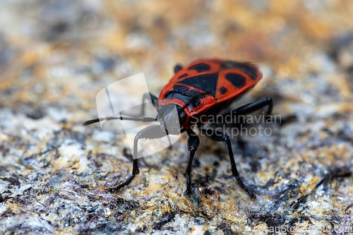 Image of Firebug, Pyrrhocoris apterus, is a common insect of the family Pyrrhocoridae