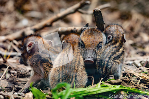 Image of Endangered small baby of Visayan warty pig