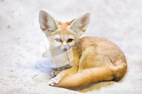 Image of Fennec fox, Vulpes zerda is a small crepuscular fox