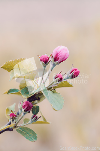 Image of Pink apple flower with blurry background and shallow depth of field.