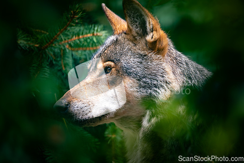 Image of European wolf (Canis lupus lupus), wolf native to Europe and Asia.