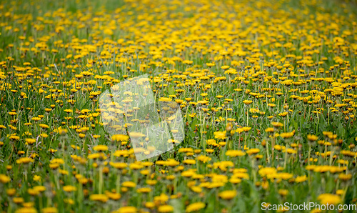Image of Dandelion field in spring, spring flowers dandelions