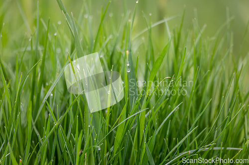 Image of Fresh green grass plant background