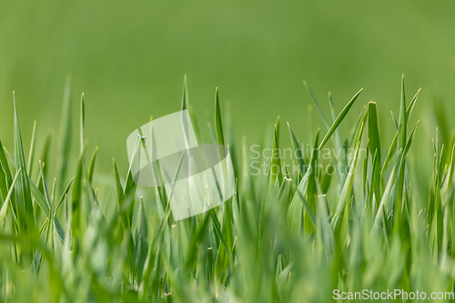 Image of Fresh green grass plant background