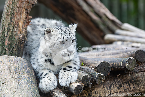 Image of Irbis, Snow leopard (Panthera uncia)