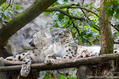 Image of Irbis, Snow leopard (Panthera uncia)