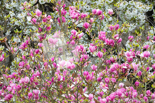 Image of Magnolia tree blossom in springtime