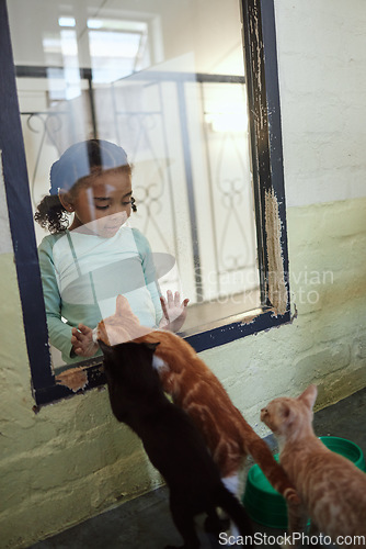 Image of Child, girl or glass window of cat shopping in animal shelter, feline community charity or homeless rescue animals development. Kittens, cats or pets adoption foster, curious kid or volunteer youth