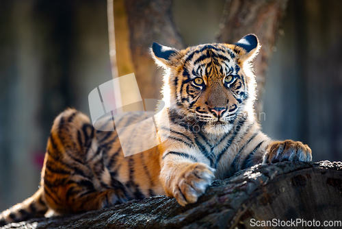 Image of Sumatran Tiger, Panthera tigris sumatrae