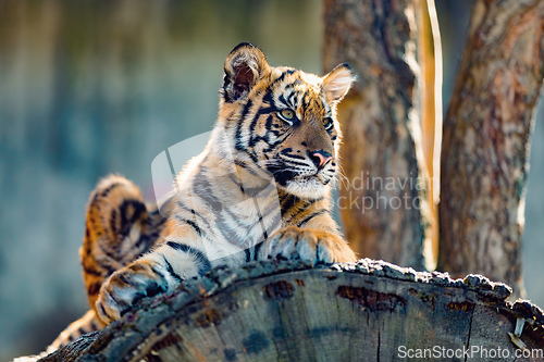 Image of Sumatran Tiger, Panthera tigris sumatrae